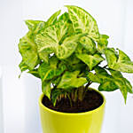 Dieffenbachia Plant In Ceramic Home Pot