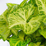 Dieffenbachia Plant In Best For Bedroom Pot