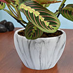 Maranta in Beautiful planter