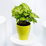 Dieffenbachia Plant In Best For Bedroom Pot