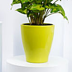 Dieffenbachia Plant In Ceramic Home Pot