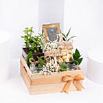 Tea and Plant Gift Hamper