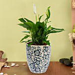 Peace Lilly Or Spathiphyllum in Premium Pot