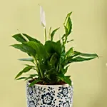 Peace Lilly Or Spathiphyllum in Premium Pot