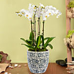 4 Stem Phalaneopsis or Orchid Plant in Premium Pot