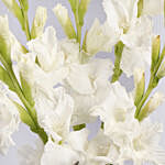 White Gladiolus In Premium Vase