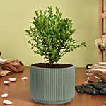 Boxwood Plant Small