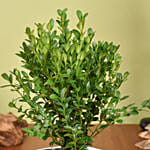 Boxwood Plant Small