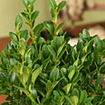 Boxwood Plant Small