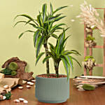 Good Luck Dracaena Fragrans Plant