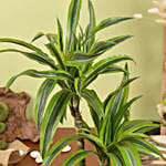 Good Luck Dracaena Fragrans Plant