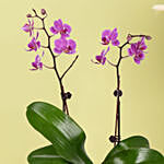 Mini Pink Holland Orchid Arrangement