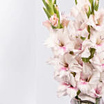 Pink Gladiolus with Chocolates