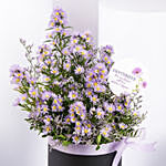 September Birthday Aster Flowers in a box