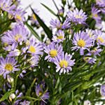 September Birthday Aster Flowers Vase