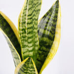 Worlds Best Teacher Snake Plant