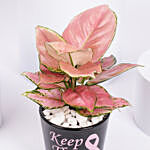 Keep The Hope Pink Ribbon Theme Plant