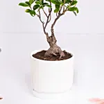 Zen bonsai in a ceramic pot