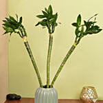 Tiger Lucky Bamboo in Premium Vase