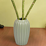 Tiger Lucky Bamboo in Premium Vase