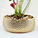 Red Anthurium Plant in Gold Pot