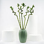 Sprial Lucky Bamboo in Premium Ceramic Vase