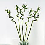 Sprial Lucky Bamboo in Premium Ceramic Vase