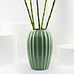 Sprial Lucky Bamboo in Premium Ceramic Vase