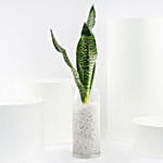 Trio of Snake Plant Air Purifying