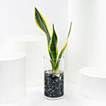 Trio of Snake Plant Air Purifying