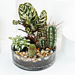 Evergreen Plants Dish Garden