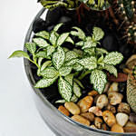 Evergreen Plants Dish Garden