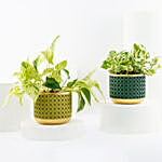 Golden and Joy Money Plant Plant Set