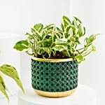 Golden and Joy Money Plant Plant Set