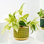 Golden and Joy Money Plant Plant Set