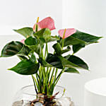 Pink Anthurium in Glass Bowl