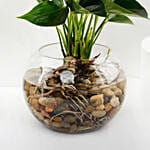 Pink Anthurium in Glass Bowl