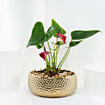 Red Anthurium Plant in Gold Pot