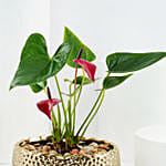 Red Anthurium Plant in Gold Pot