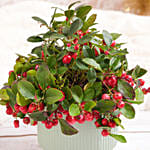 Gaultheria Rose Berry Plant