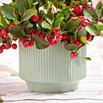 Gaultheria Rose Berry Plant