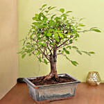 Harmony Bonsai Delight