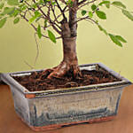 Harmony Bonsai Delight