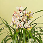 Pearl Bloom Cymbidium