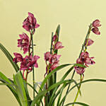 Cymbidium Charm