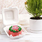 Cupresses Christmas Plant With Bento Cake