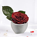 Large Dark Red Preserved Rose in Premium Base