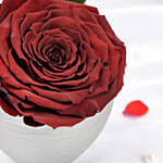 Large Dark Red Preserved Rose in Premium Base