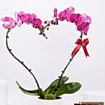 Purple Heart Orchid With Chocolates