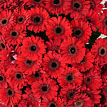 100 Red Gerbera Bouquet